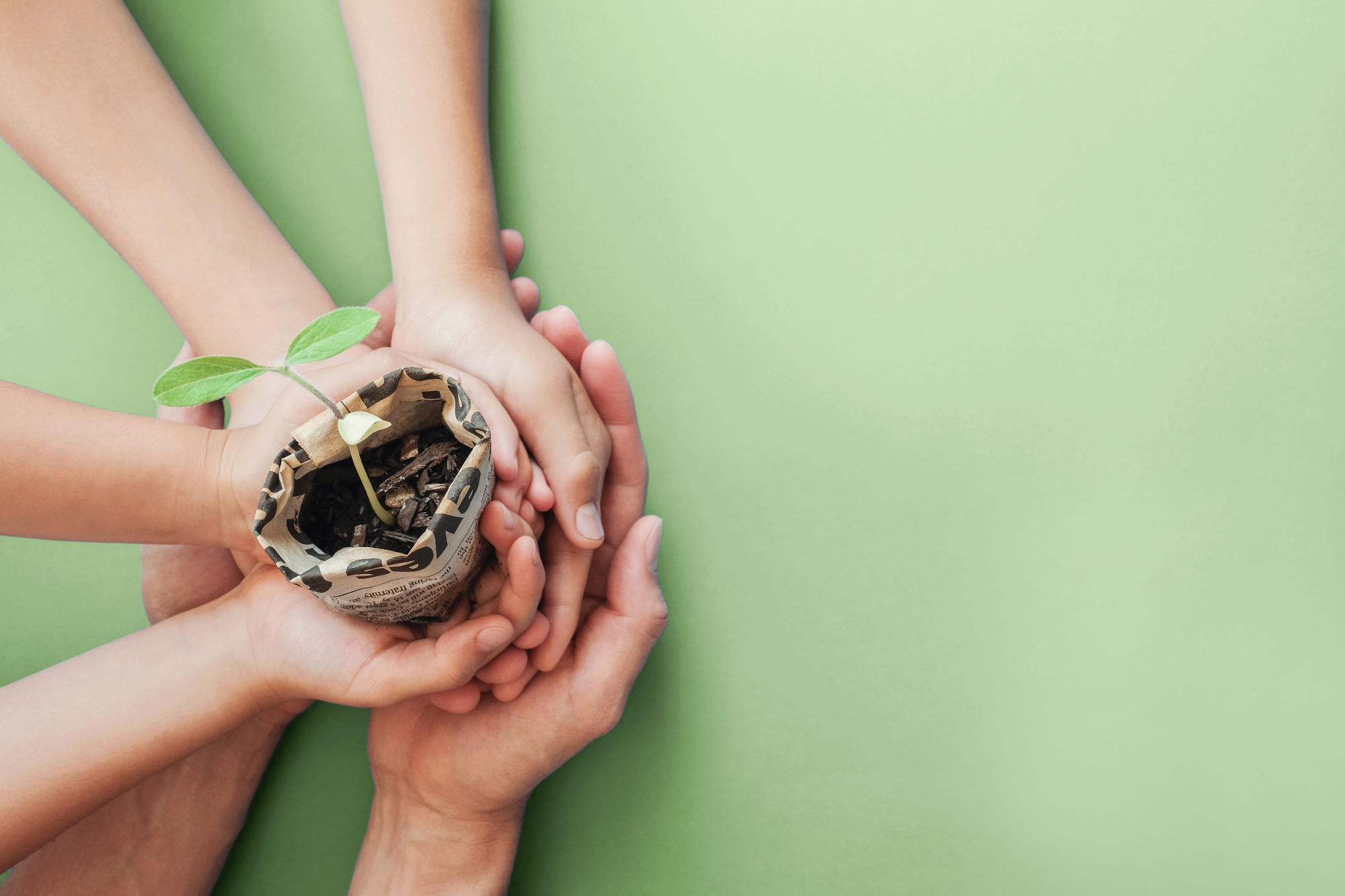 Hands holding seedling plants in newspaper pots